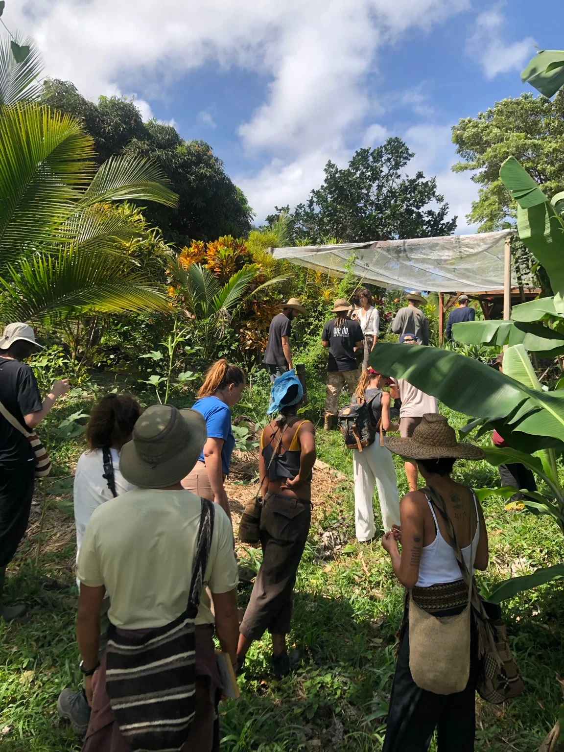 A group walking through dense planting along a garden path.